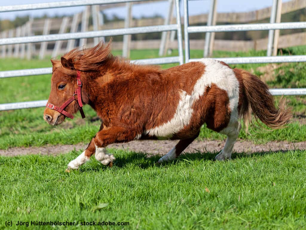 Shetlandpony im Galopp auf der Weide