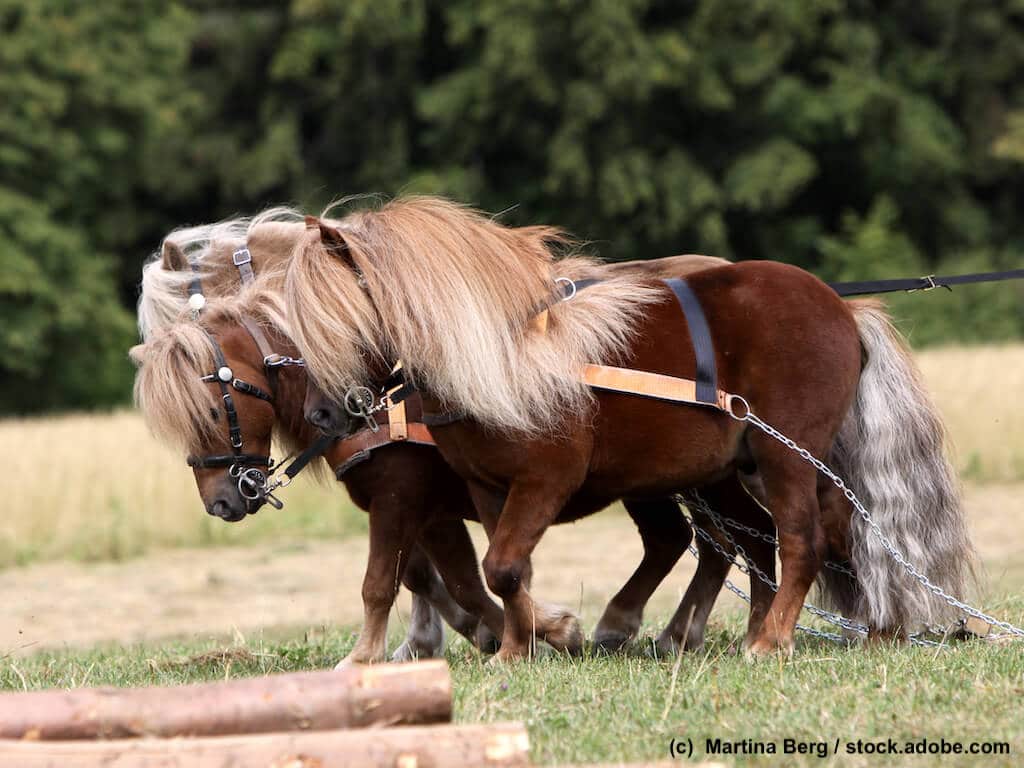 Eingespannte Shetlandpony