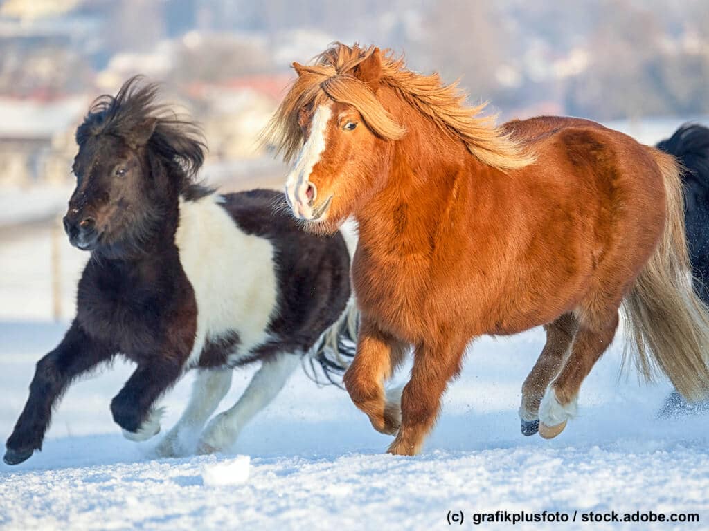 Shetlandpony Herde