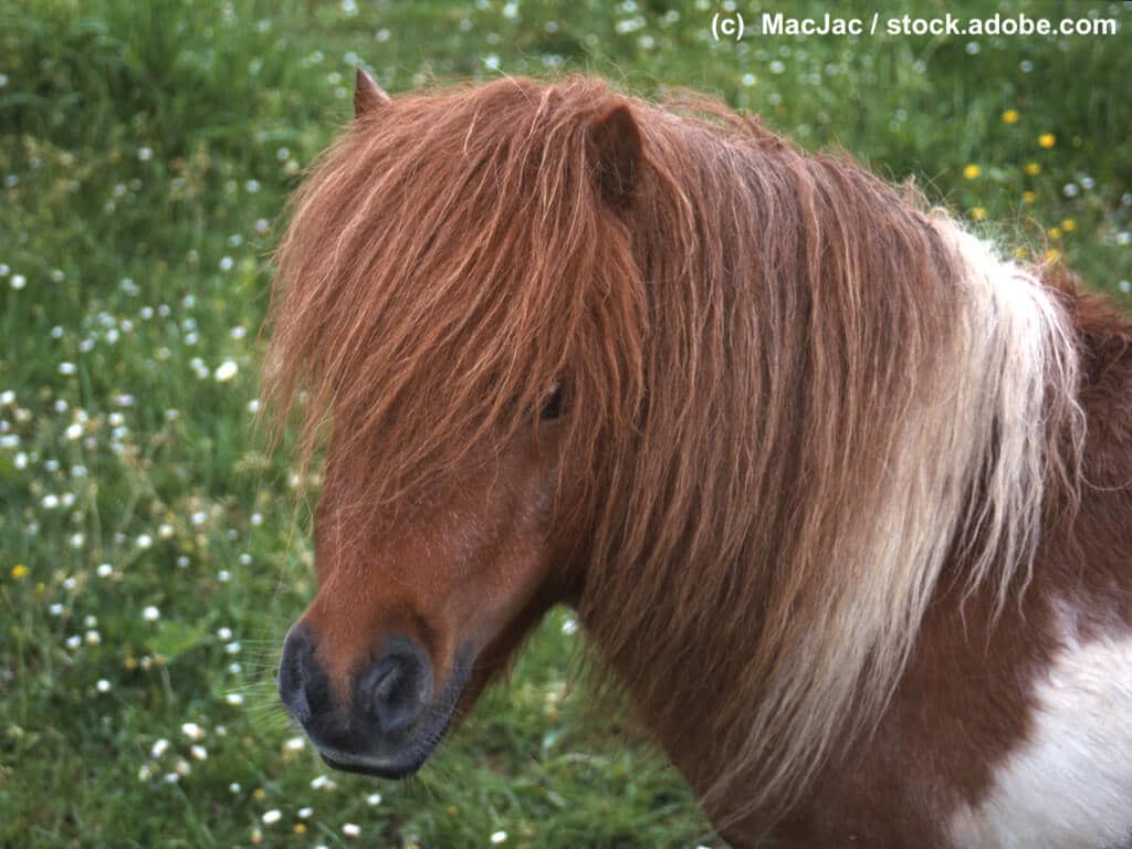 Shetlandpony