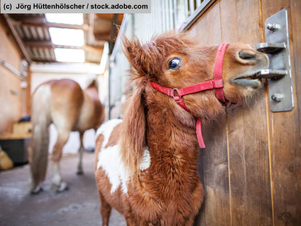 Shetlandpony öffnet Stall