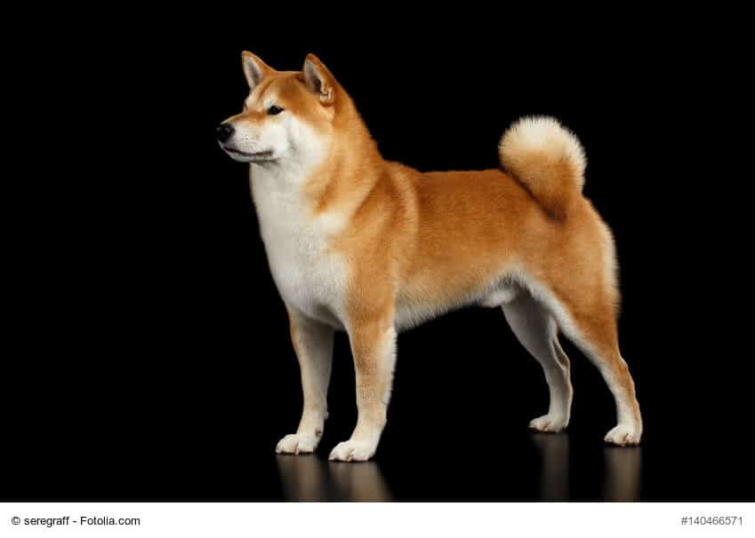 Rot/ brauner Shiba Inu Rüde seitlich fotografiert vor schwarzem Hintergrund.