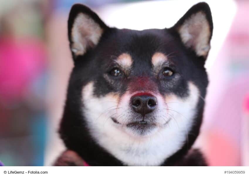 Schwarz/ weißer Shiba Inu im Porträit