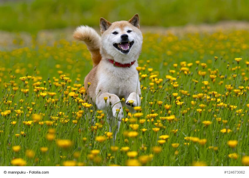 Shiba Inu