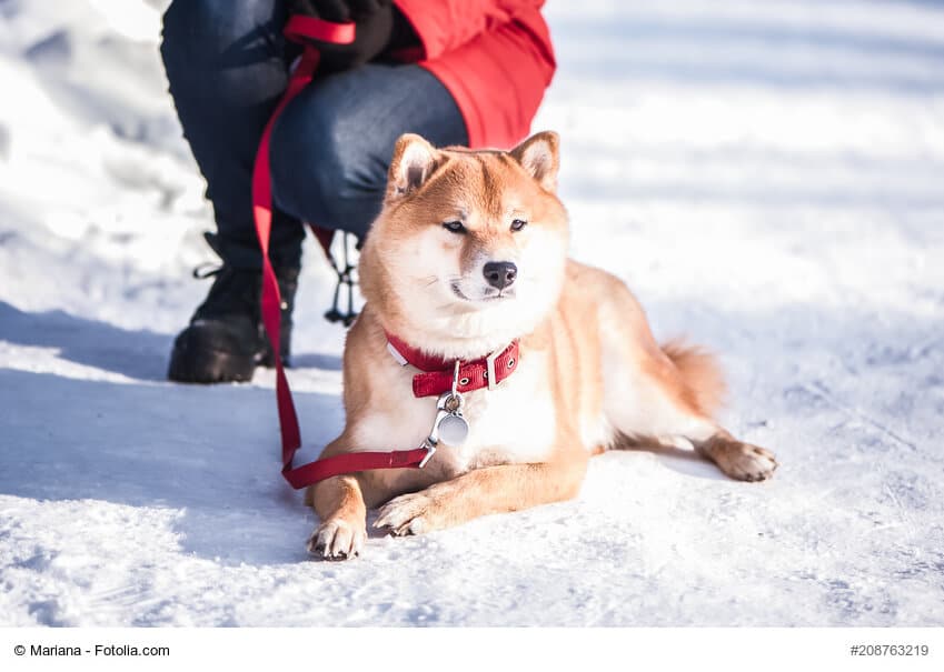 Shiba Inu liegt vor seinem Frauchen im Schnee