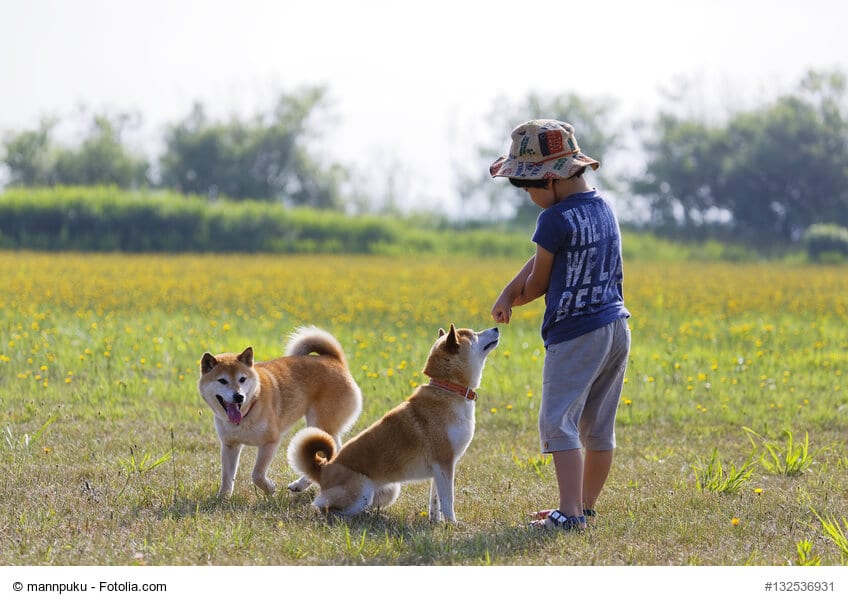 Kind spiel mit zwei Shiba Inus