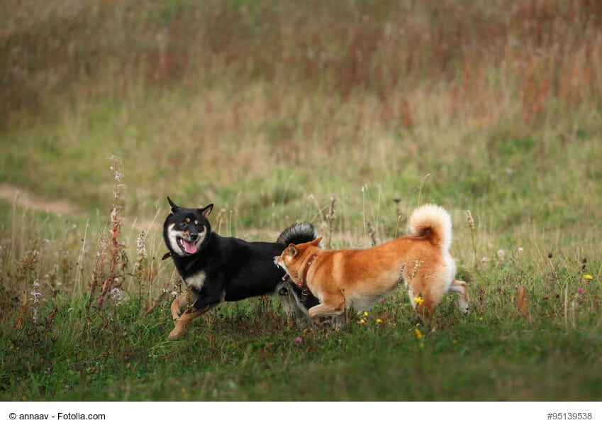 Shiba Inu in hellbraun spielt mit einem anderen Hund