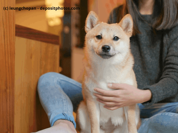 Woher bekomme ich meinen Hund? Tierschutzorganisation