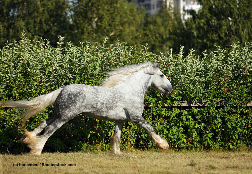 Shire-Horse im Galopp