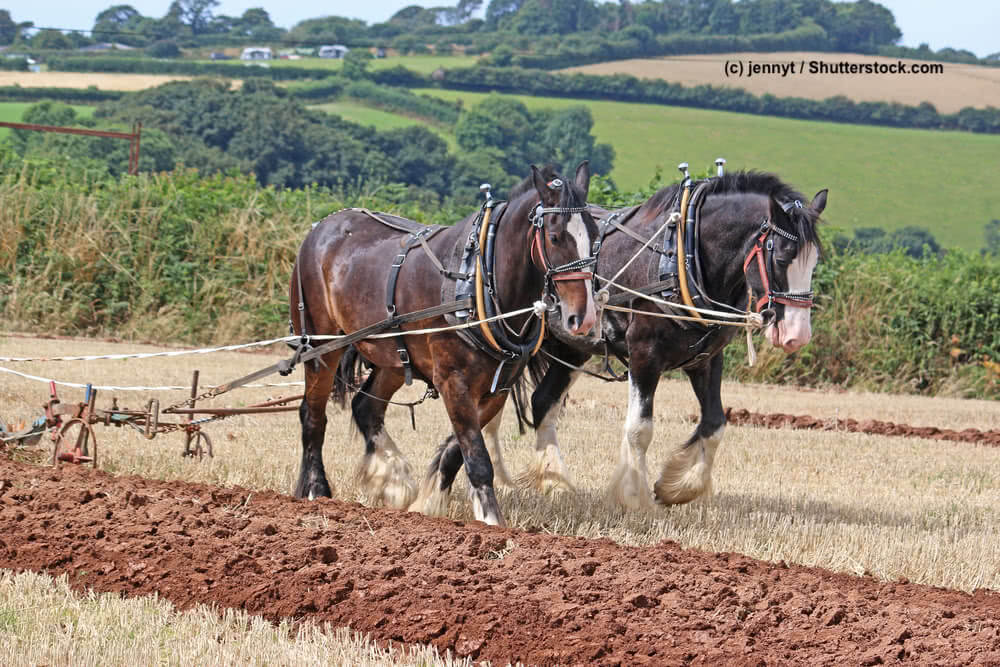 Zwei Shire-Horse vor dem Pflug eingespannt