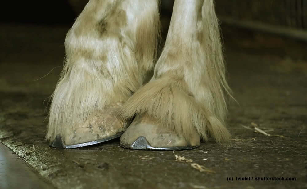 Kräftige Shire-Horse Hufe