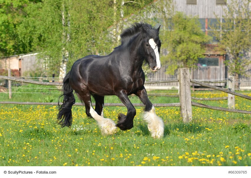 Shire Horse
