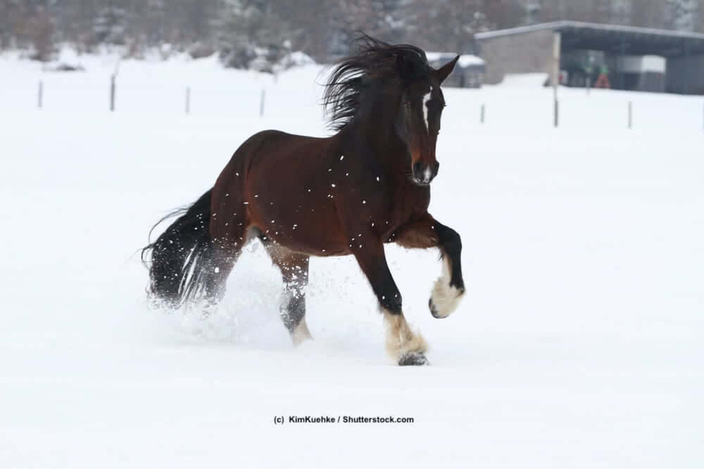 Shire-Horse im Schnee