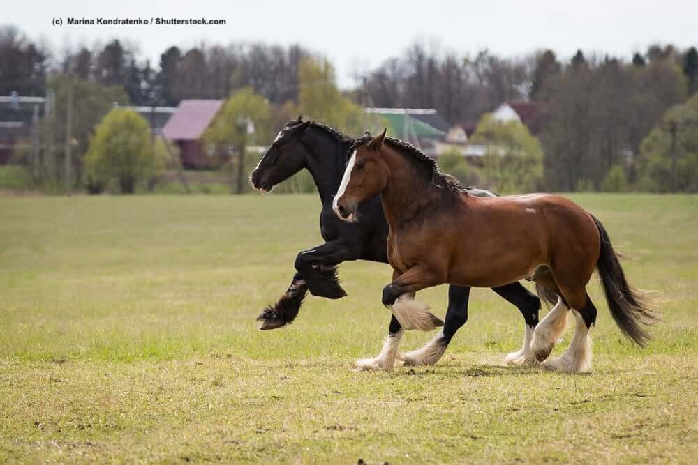 Braunes und schwarzes Shire-Horse Paar auf der Koppel