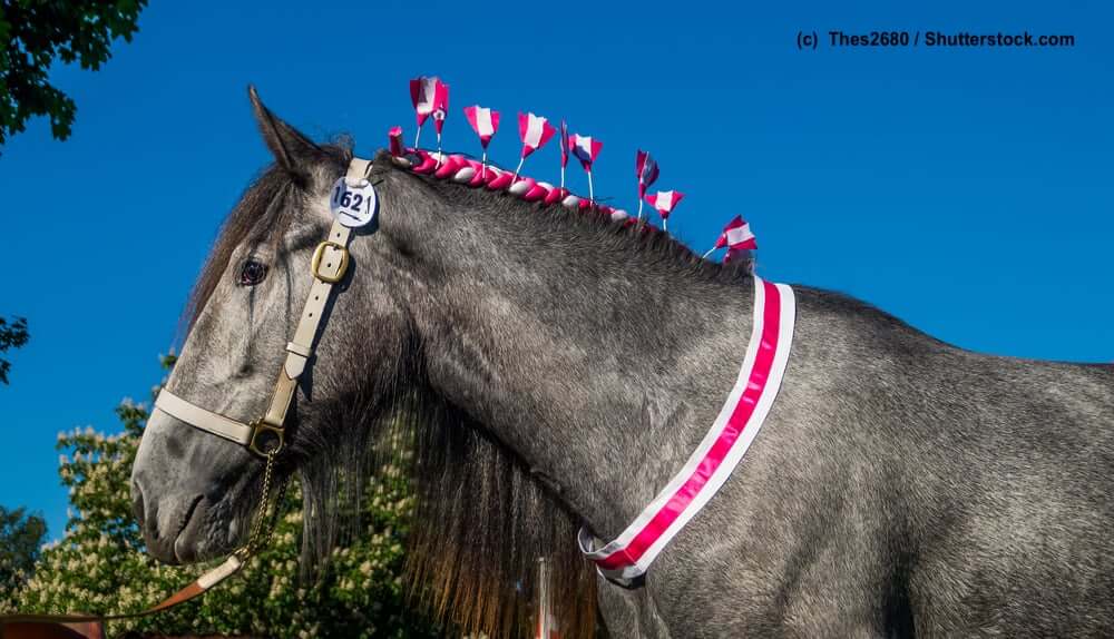 Shire-Horse als Showpferd