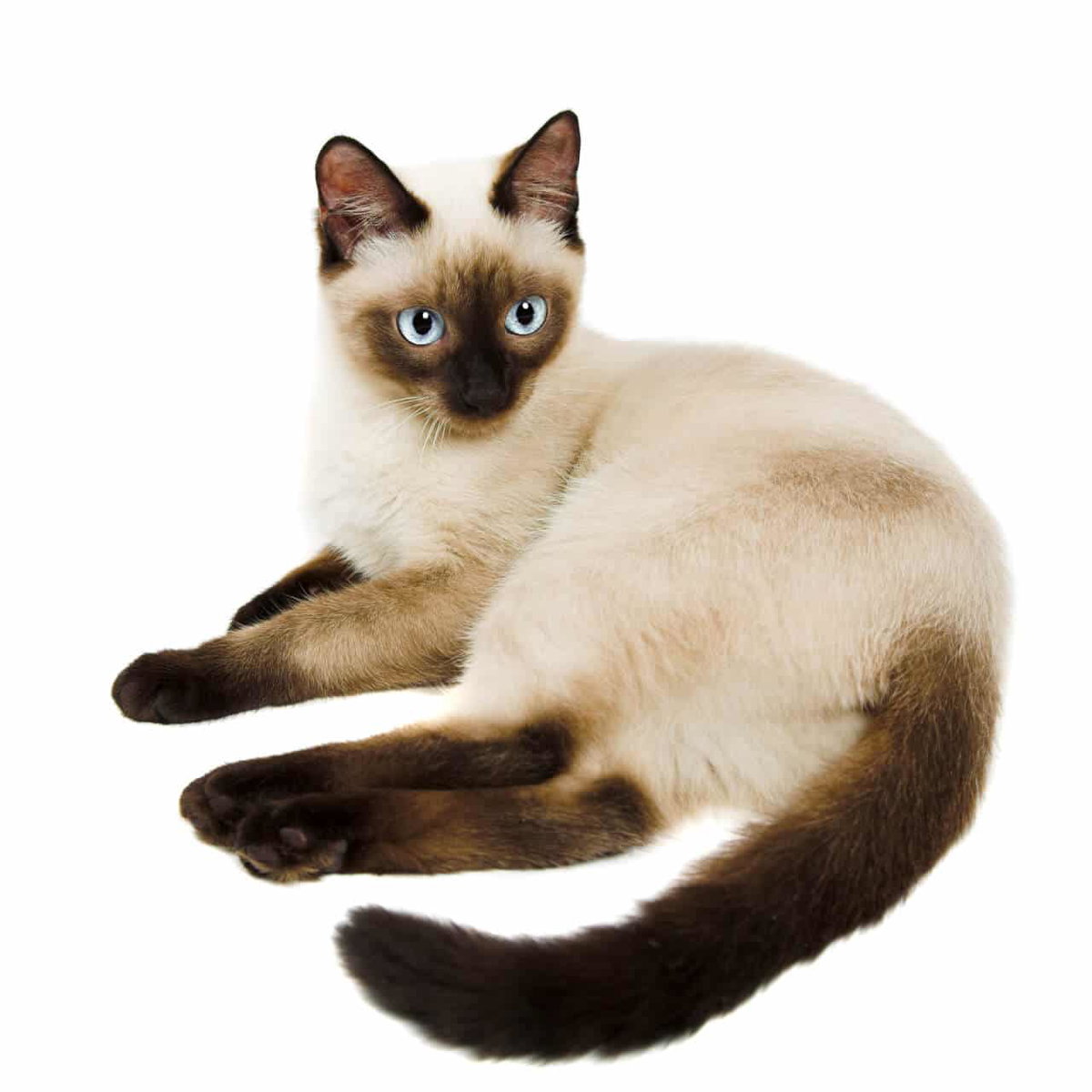 Siamesen Katze liegt vor hellem Hintergrund