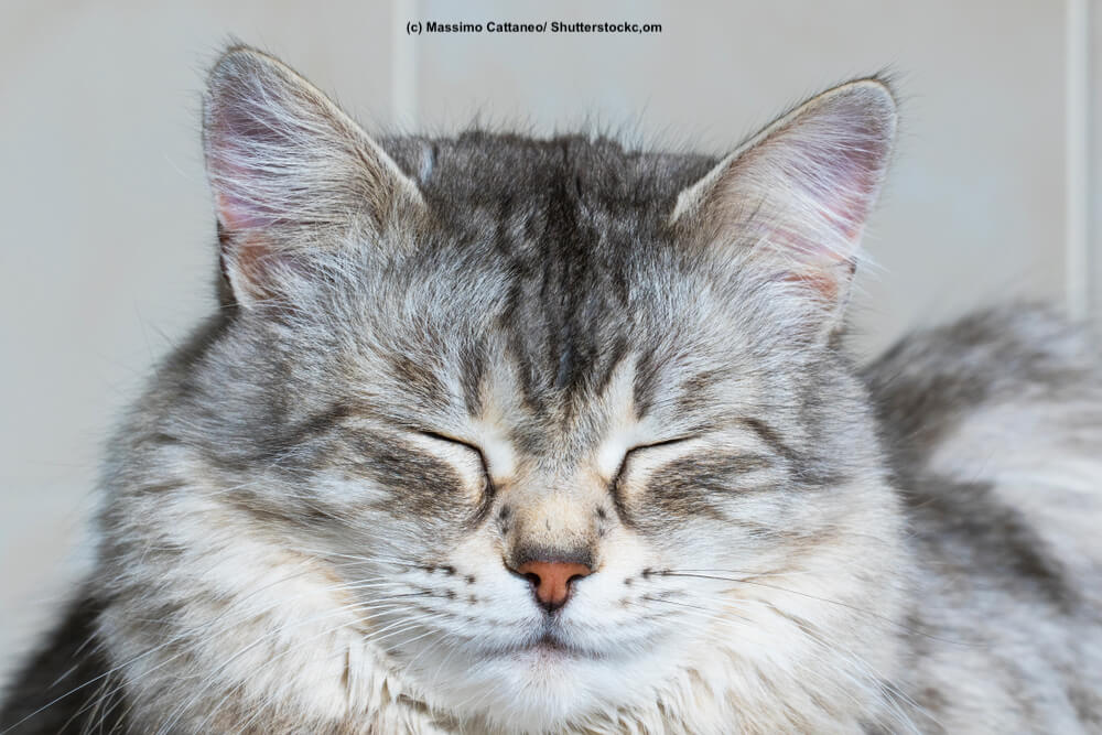 Portrait einer grau/ silber/ weißen Sibirische Katze
