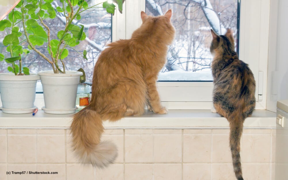 Sibirische Katze Lieblingsplaz am Fenster