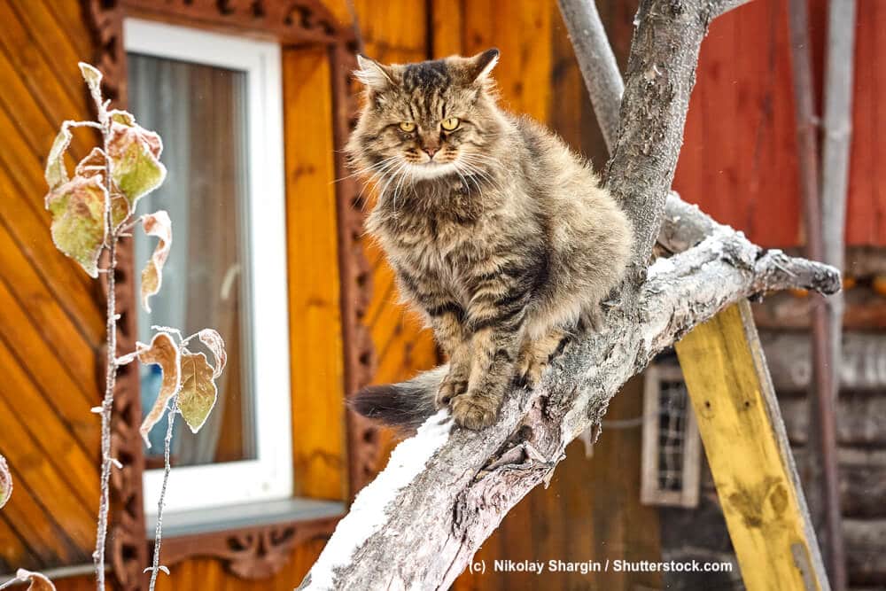 Sibirische Katze auf einem Kletterbaum sitzend
