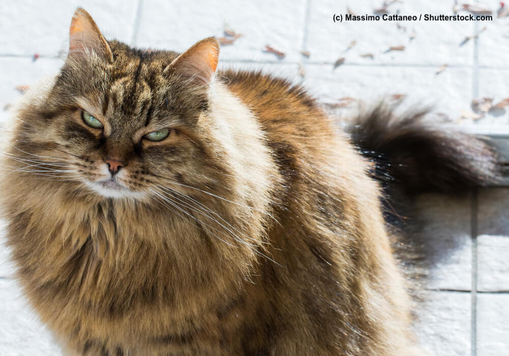 Infos über die Katzenrasse: Sibirische Katze