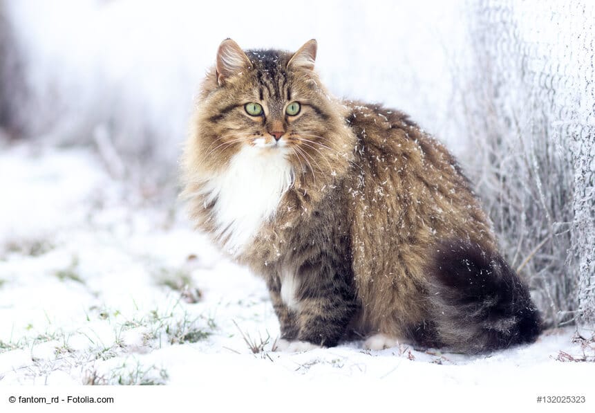 Sibirische Katze