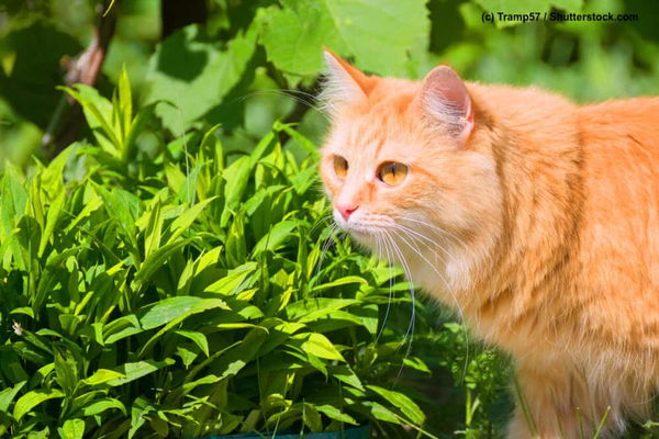 Katzen und Pflanzen - ein Ratgeber