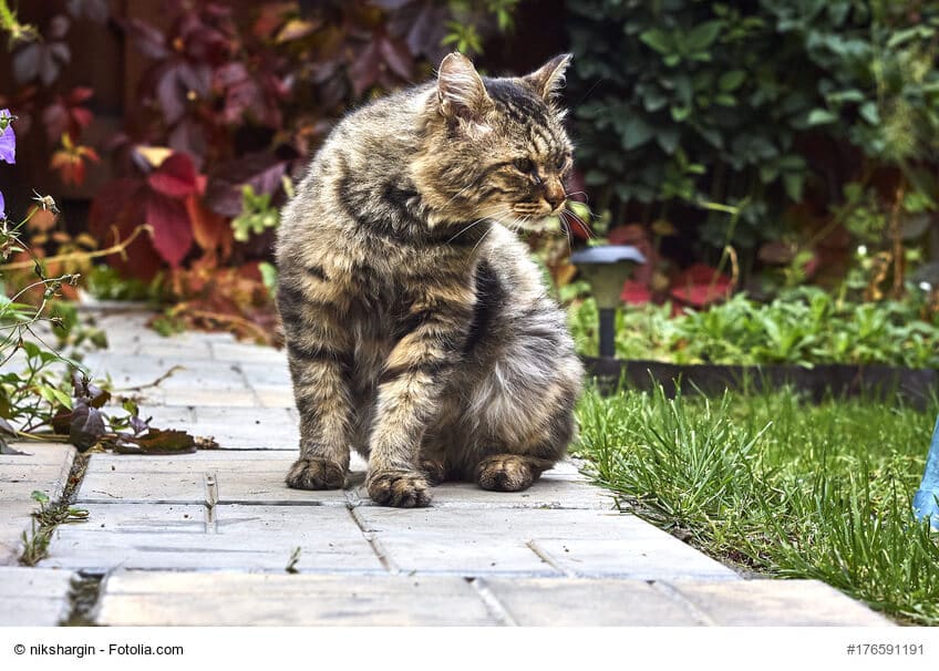 Alte Sibirische Katze sitzend im Garten