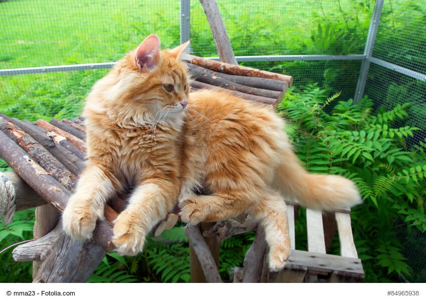 Rot/braune, liegende Sibirische Katze