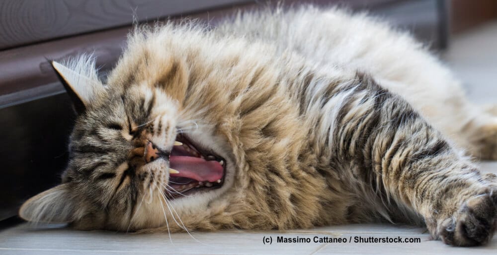 Liegende und gähnende Sibirische Katze