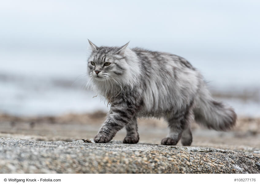 Sibirische Katze silber laufend