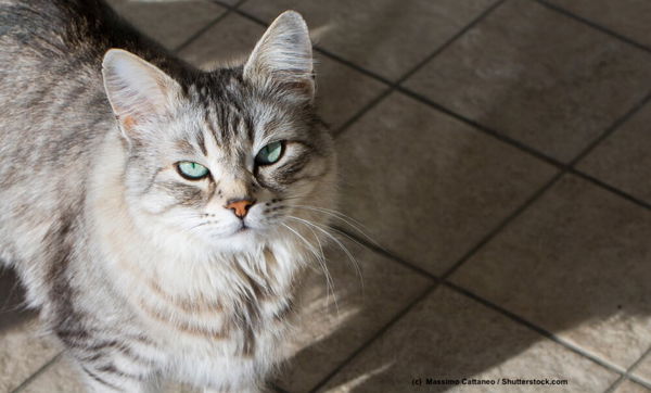 Meine Katze ist rollig!
