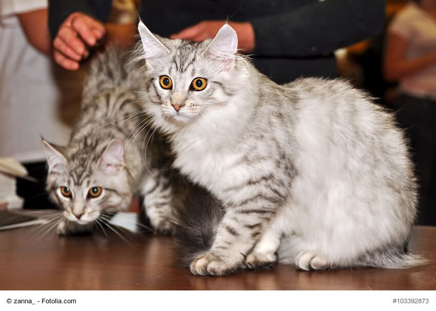 Sibirische Katzen Paar, weiß/grau, sitzend