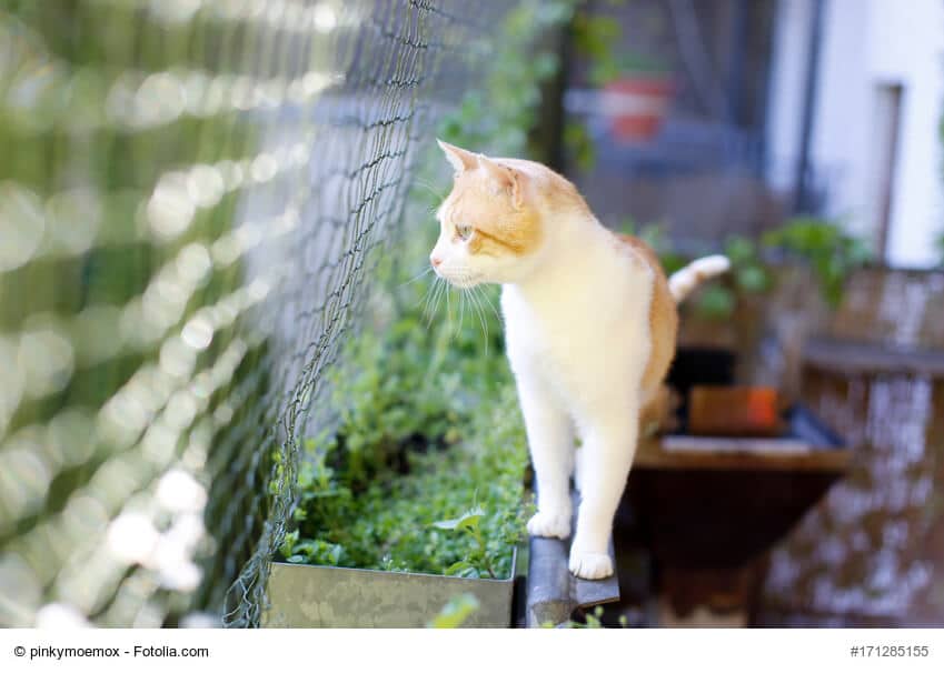 Katzensicherer Balkon - schön & artgerecht gestalten