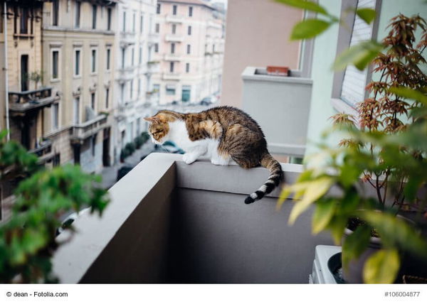 Katze springt vom Balkon – was tun?