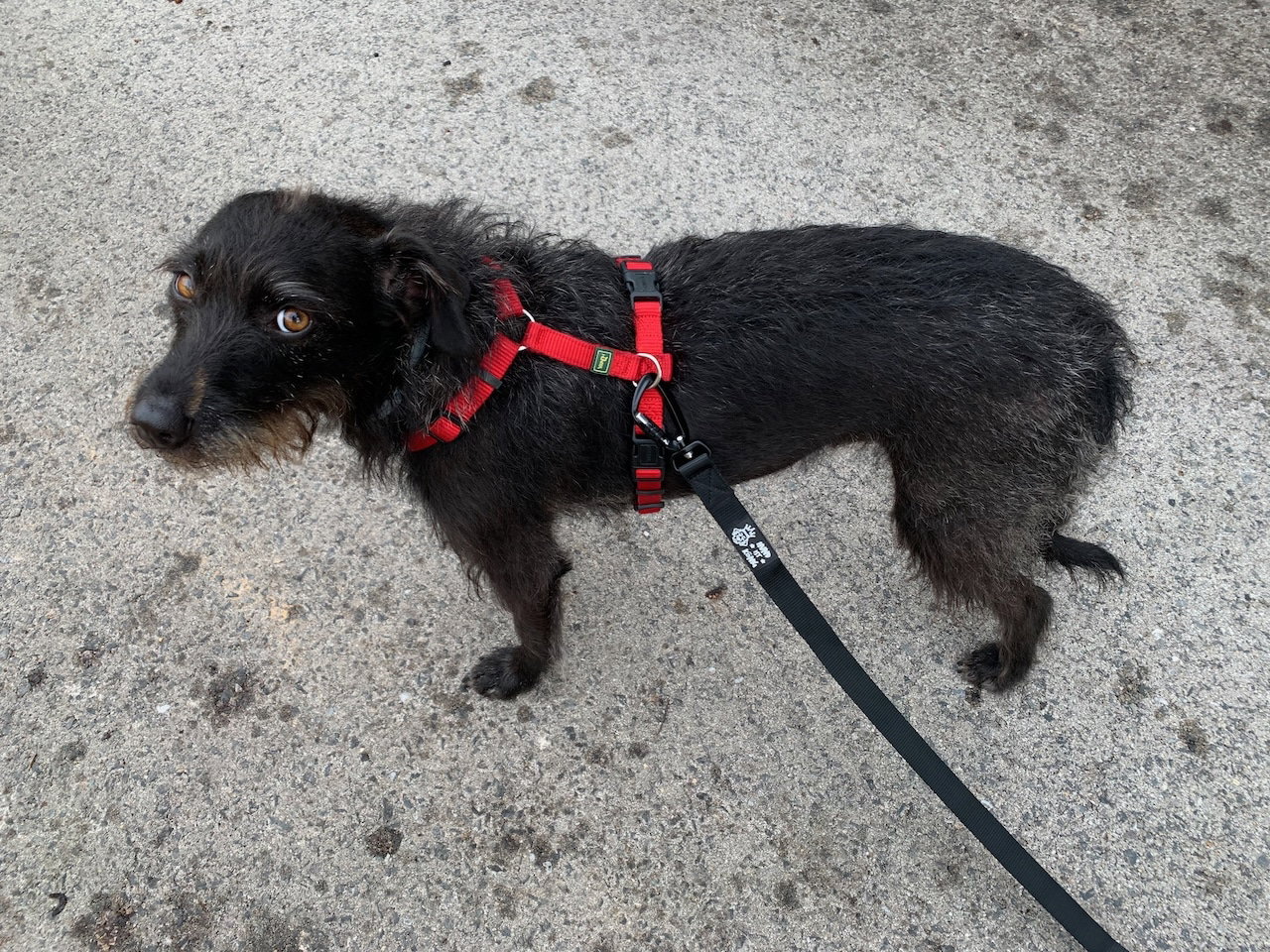 Unsere schwarze Terrier-Mix-Hündin Pepper steht auf einem Weg mit einem roten Geschirr von Hunter und einer schwarzen Leine von Hund ist König. Beschriftung lautet: Das klassische Hundegeschirr in H-Form.