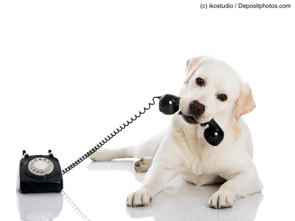 Labrador hat Telefon in der Schnauze vor weißem Hintergrund