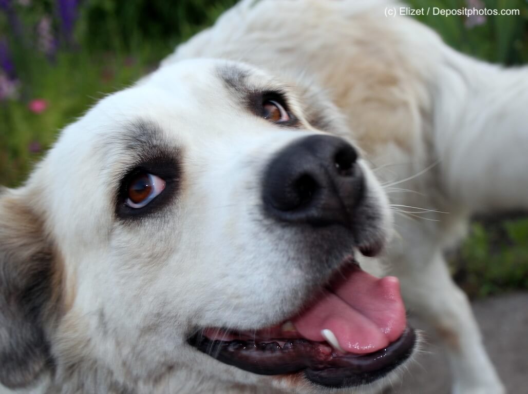 Signalhund Voraussetzungen