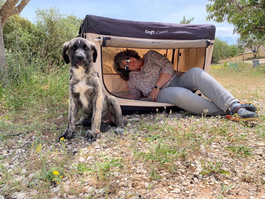 So gewöhnst du deinen Hund an eine Box