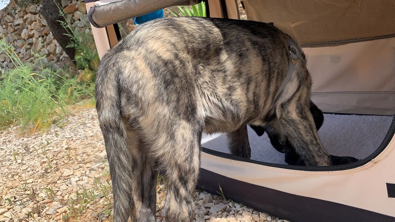 Boxentraining wie hier mit der weichen, klappbaren Box CROFT CLASSIC braucht kleine Schritte und viel Geduld.