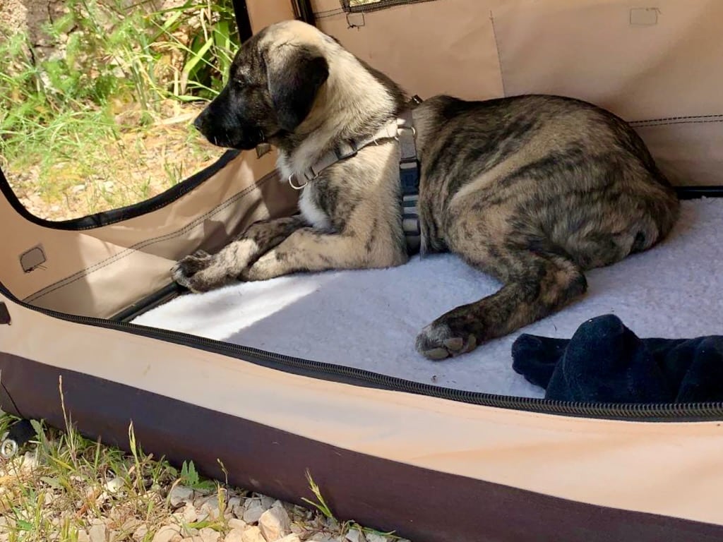 Viele Hunde mögen in Boxen entspannen, weil diese ihnen den Schutz einer Höhle bieten.