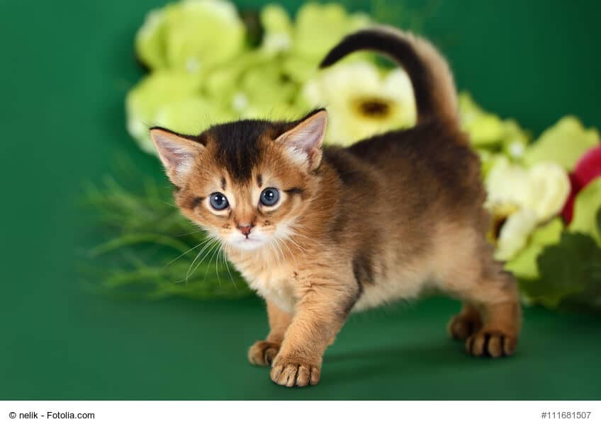 Somali Kitte stehend