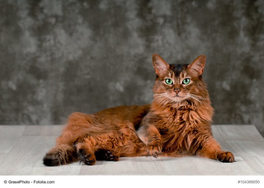 Somali Katze braun, liegend vor grauem Hintergrund