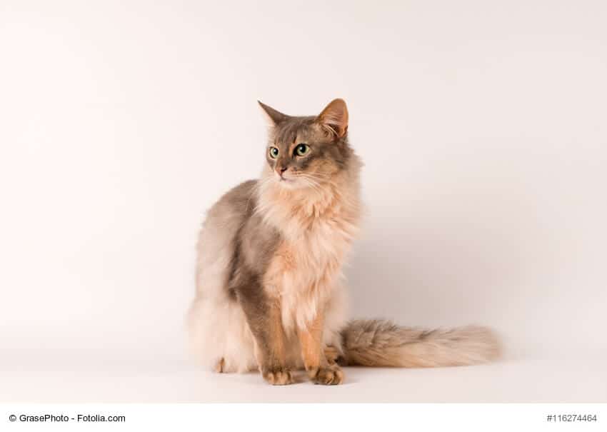 Wunderschöne Blau/Creme Somali Katze