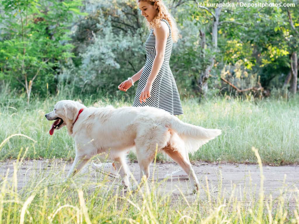 Spaziergang eines Golden Retriever mit seinem Frauchen in einem Park