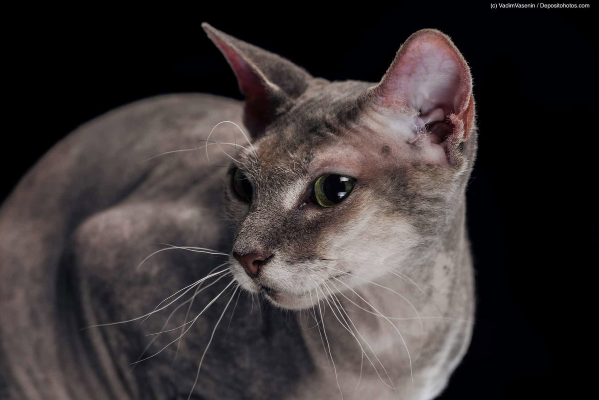 Hockende Sphynx Katze Nahaufnahme schwarzer Hintergrund