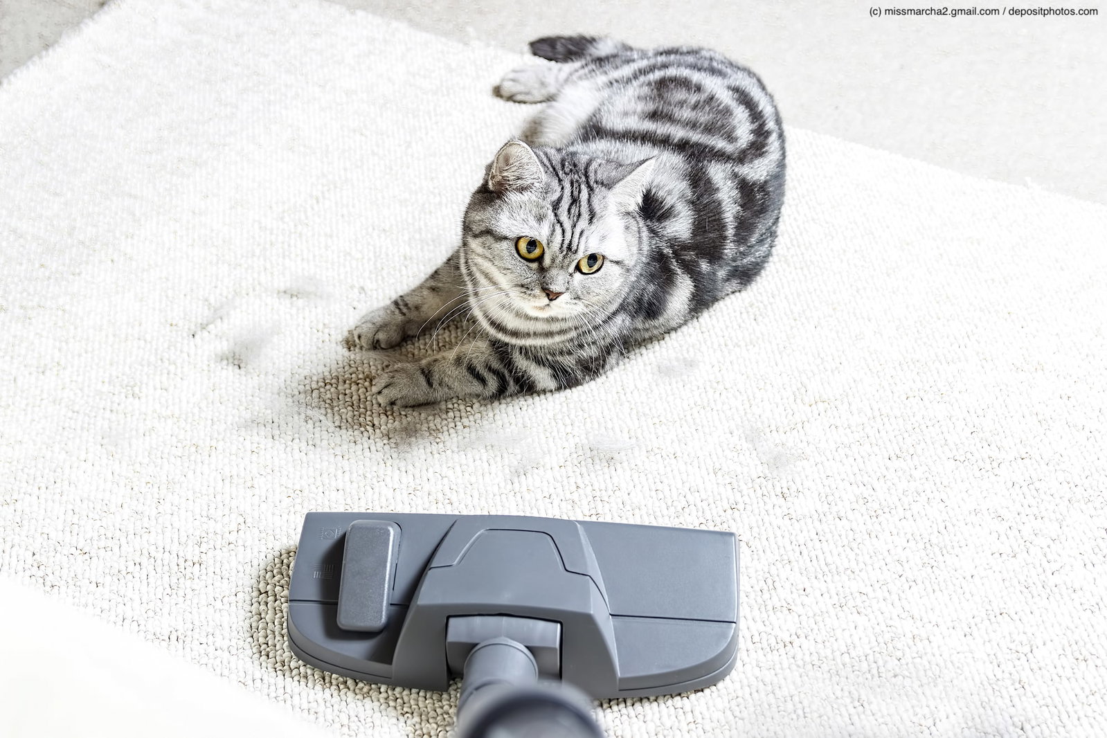 Graugetigerte Katze liegt auf einem weißen Teppich und guckt zu einer Staubsaugerbürste. Als Katzenallergiker solltest du auf jeden Fall regelmäßig deine Wohnung säubern.