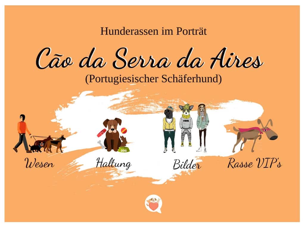 Cão da Serra de Aires