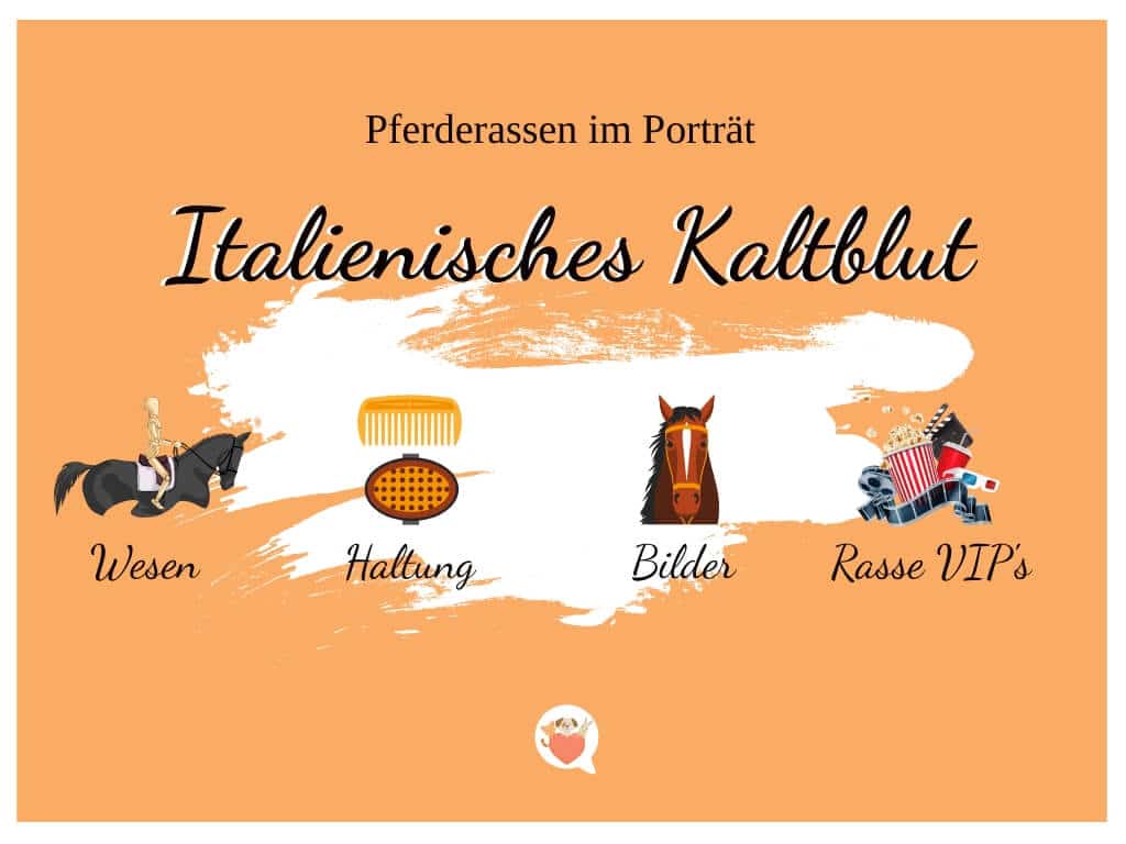 Italienisches Kaltblut