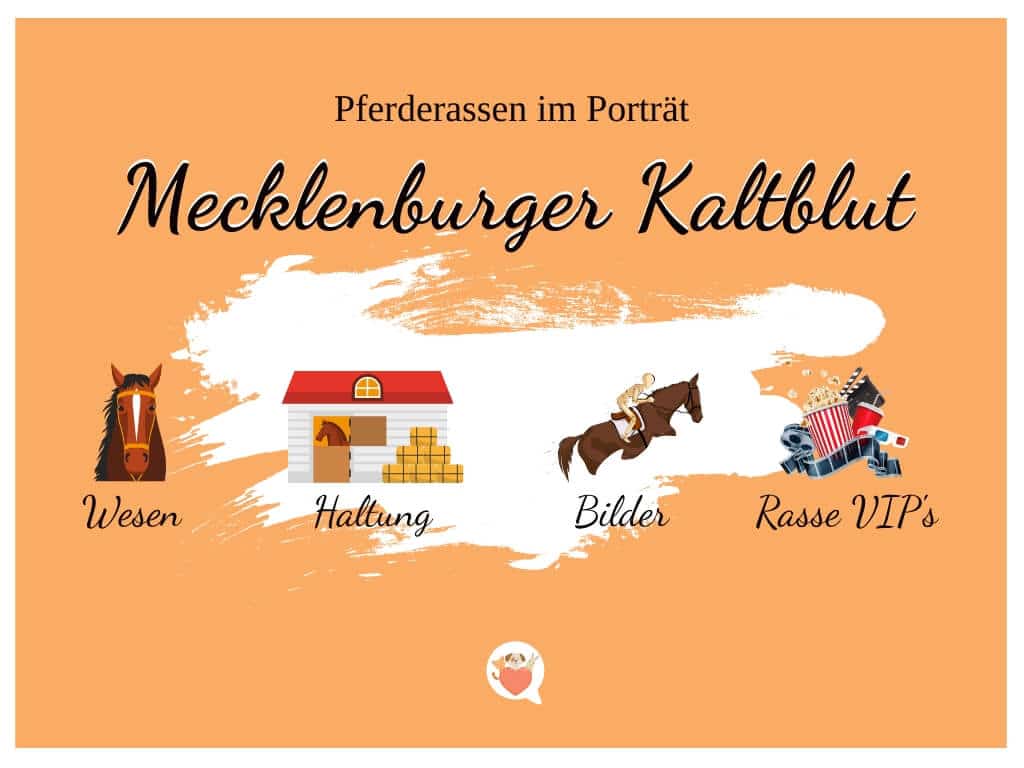 Mecklenburger Kaltblut