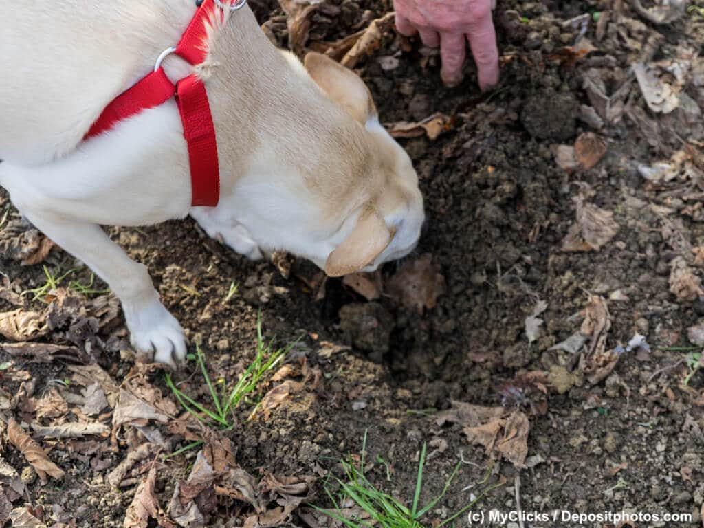 Heller Hund mit rotem Geschirr sucht nach Anweisung des Halters Trüffel in Erdloch